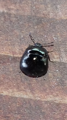 Coptosoma scutellatum