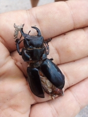 Lucanus barbarossa