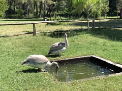 Pelecanus crispus