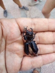 Lucanus barbarossa
