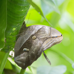 Eryphanis automedon