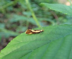 Harpella forficella