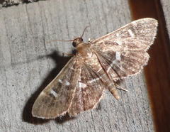 Diathrausta reconditalis