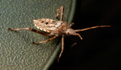 Leptoglossus clypealis