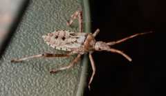 Leptoglossus clypealis