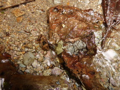 Pristimantis w-nigrum