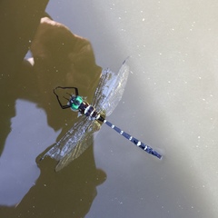 Macromia