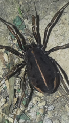 Zachaeus crista