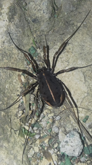 Zachaeus crista