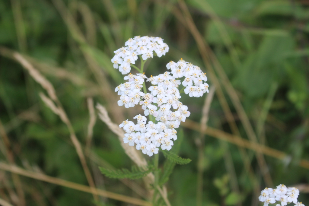 common yarrow from Provincia di Piacenza, Italia on July 8, 2024 at 05: ...