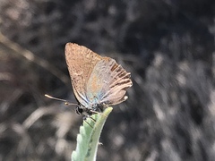 Satyrium