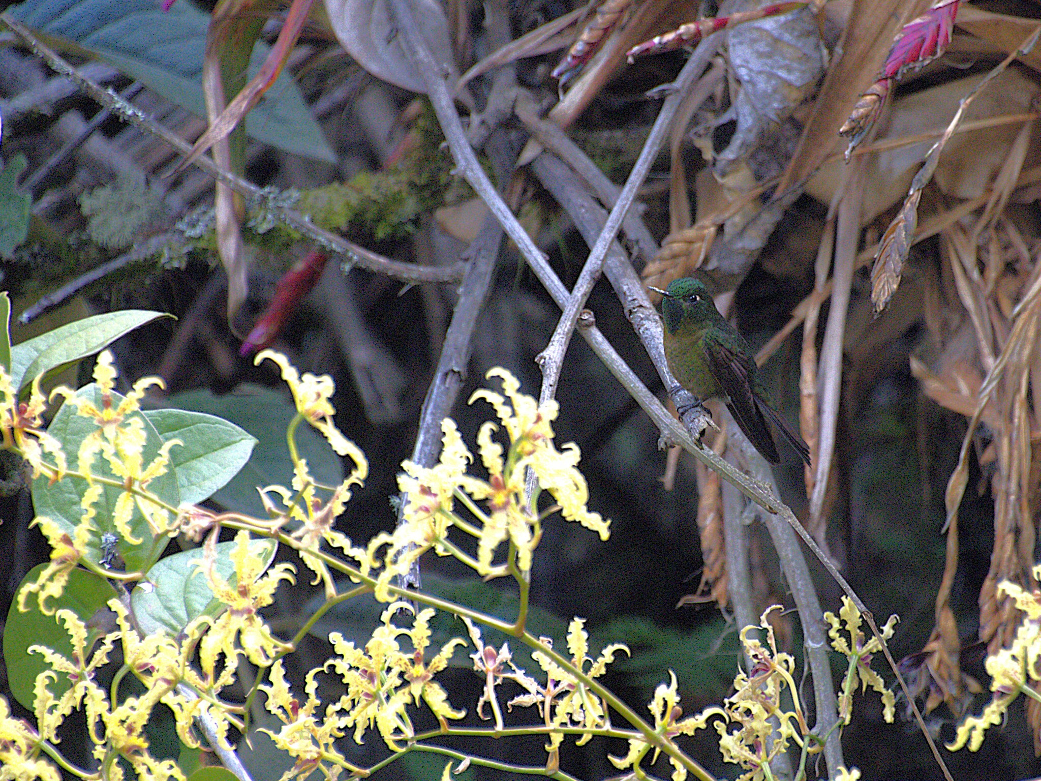 Tyrian Metaltail (Metallura tyrianthina), photo 10