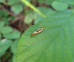Harpella forficella