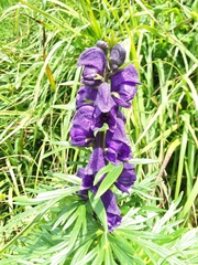 Aconitum napellus