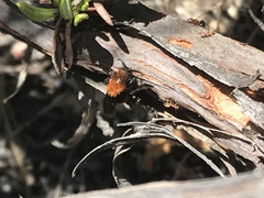 Dasymutilla coccineohirta