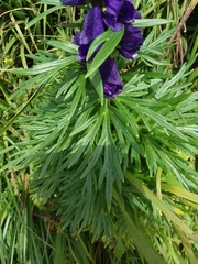 Aconitum napellus