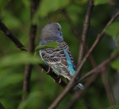 Melopsittacus undulatus domesticus
