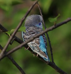 Melopsittacus undulatus domesticus