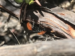 Dasymutilla coccineohirta