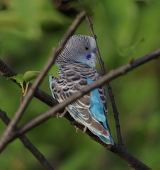 Melopsittacus undulatus domesticus