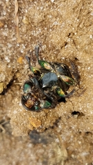 Phanaeus amithaon