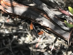 Dasymutilla coccineohirta