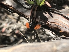 Dasymutilla coccineohirta