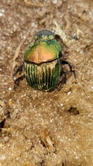 Phanaeus amithaon