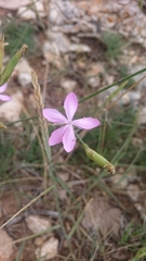 Dianthus ciliatus