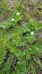 Evolvulus prostratus