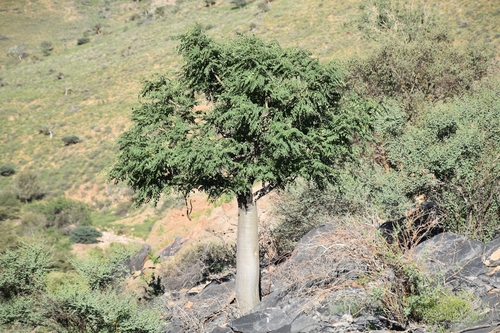 Image of Moringa ovalifolia by (c) Nathan Van Cooten, some rights reserved (CC BY)