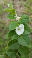 Evolvulus prostratus