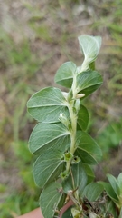 Evolvulus prostratus