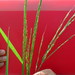 Rice Grass - Photo (c) Desmanthus4food, some rights reserved (CC BY-SA)