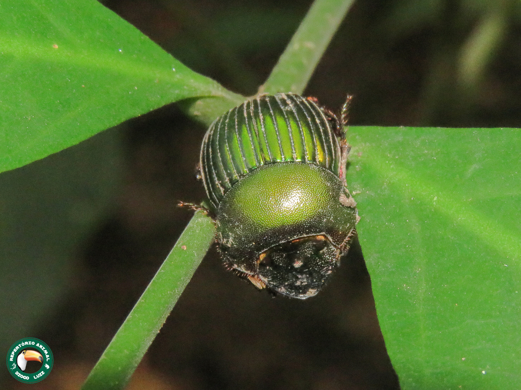 Chalcocopris hesperus