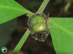 Chalcocopris hesperus