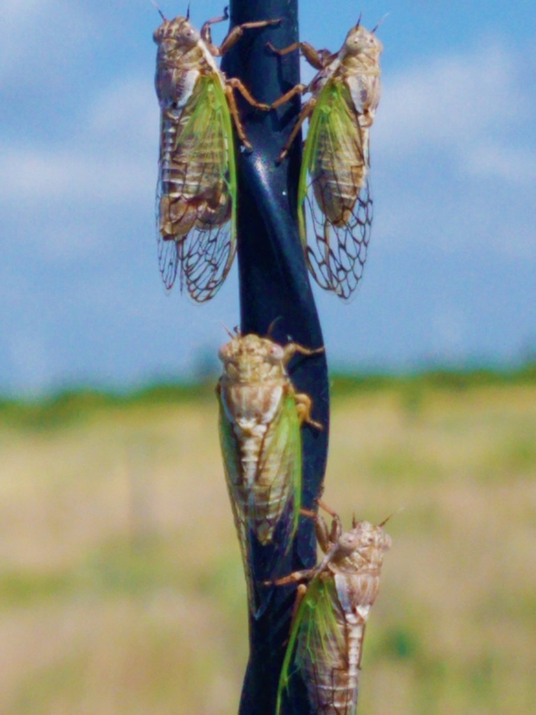 Aridland Cicada