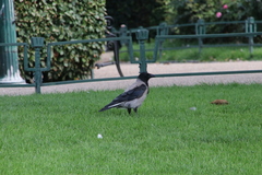 Corvus cornix