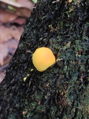 Fungi