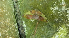 Omiza herois