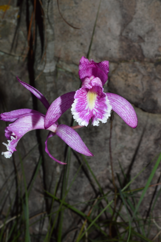 Bletia greenwoodiana