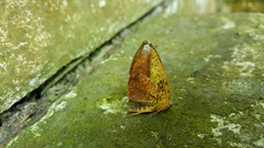 Omiza herois
