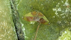 Omiza herois