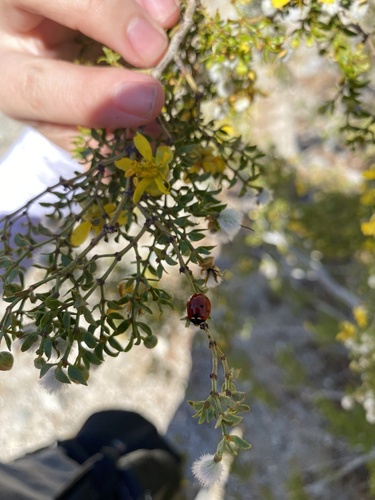 iNaturalist observation photo of Seven-spotted Lady Beetle
