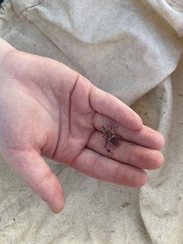iNaturalist observation photo of Western Leaf-footed Bug