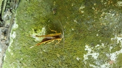 Omiza herois