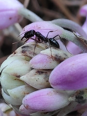Odontomachus simillimus