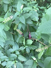 Phytolacca americana