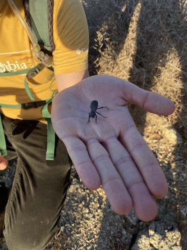 iNaturalist observation photo of Cryptoglossa muricata