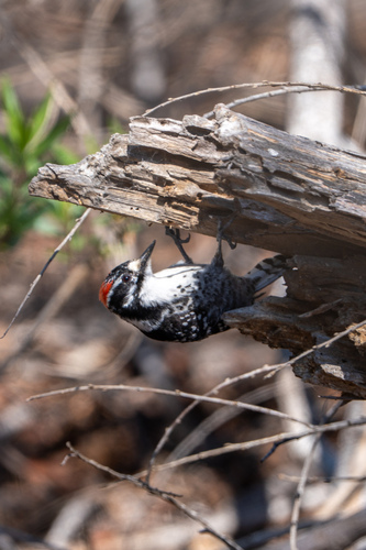 iNaturalist observation photo of Nuttall's Woodpecker